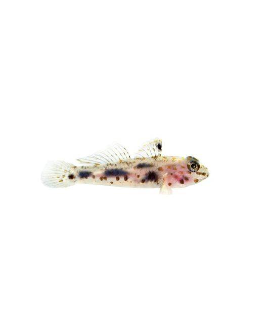 ORA Transparent Cave Goby