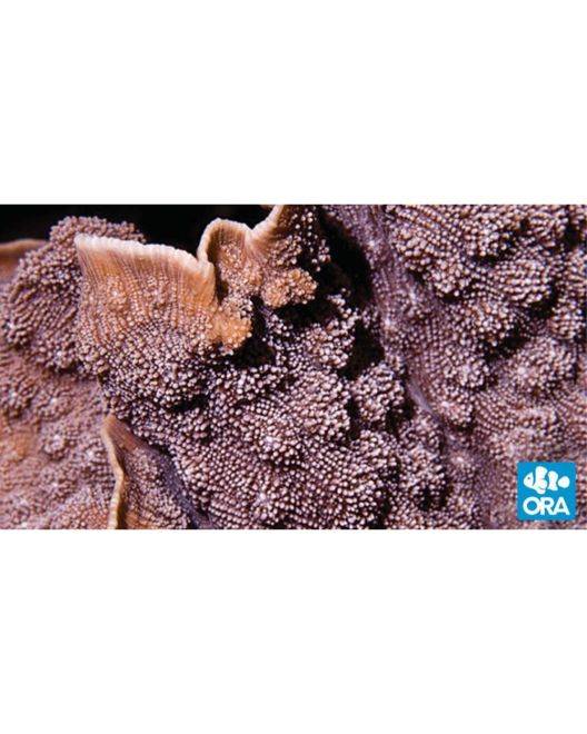 ORA Blue Chalice Echinopora Coral