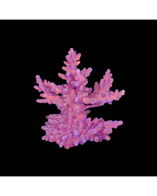 ORA Micronesian Pink Blush Acro