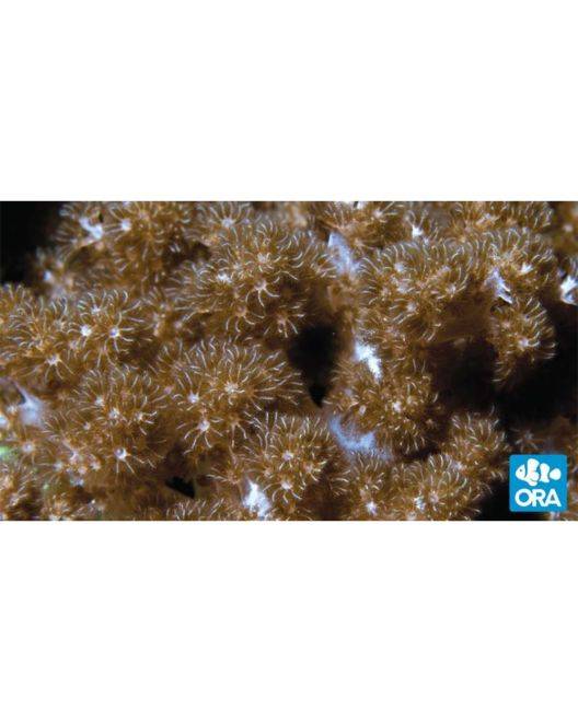 ORA Kenya Tree Coral