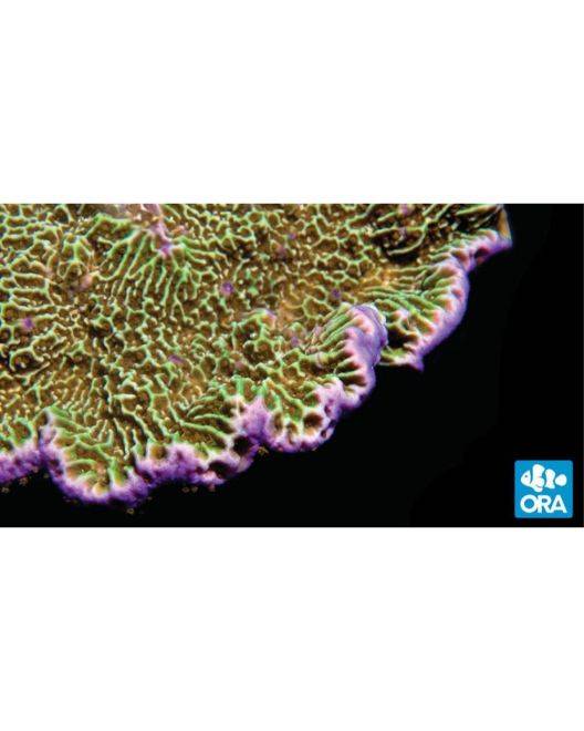 ORA Confusa Montipora Coral
