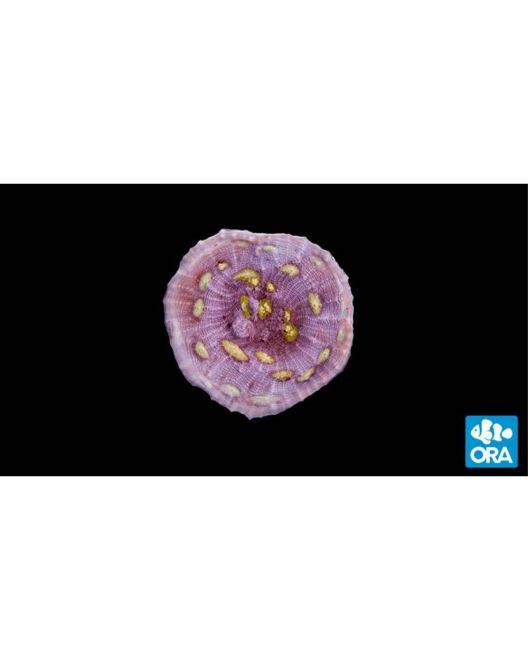 ORA Easter Egg Chalice Coral