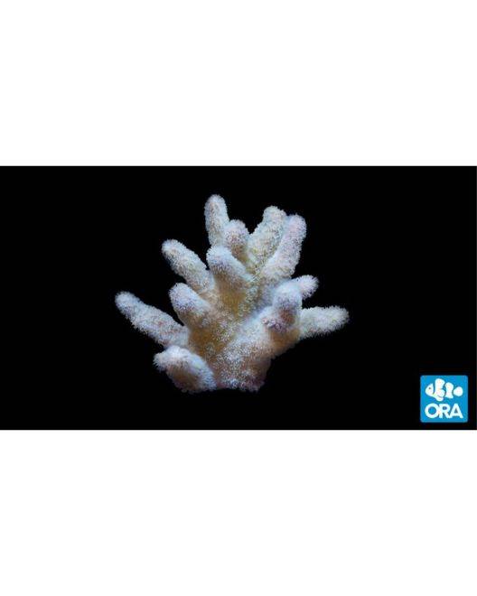 ORA Fuzzy Lobo Lobophytum Coral