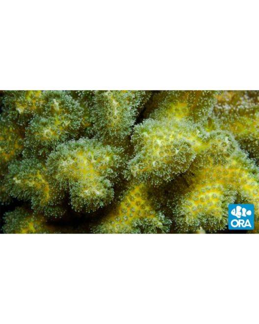 ORA Green Pocillopora damicornis Coral
