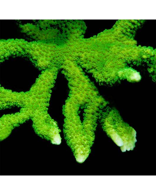 ORA Neon Green Montipora digitata