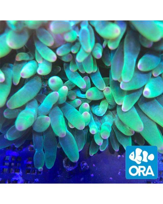 ORA Pink Tipped Green Bubbletip Anemone