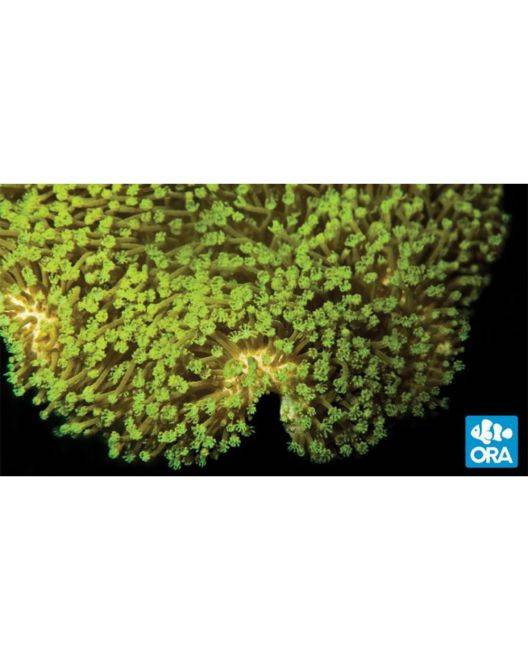 ORA Neon Green Polyp Leather Coral