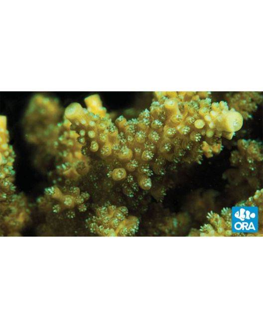 ORA Scripp's Green Tip Acropora
