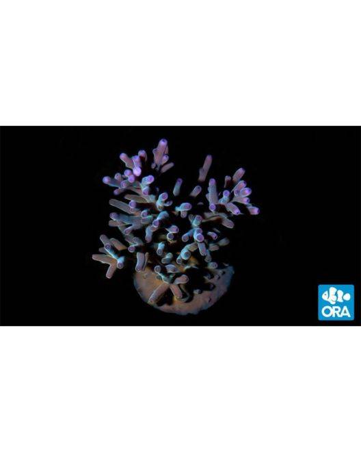 ORA Hawkin's Blue Echinata Coral