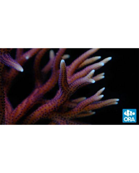 ORA Hyacinth Birdsnest Coral