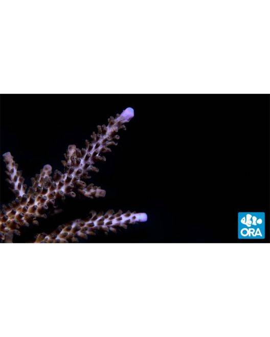 ORA Indo Purple Tip Acropora Coral