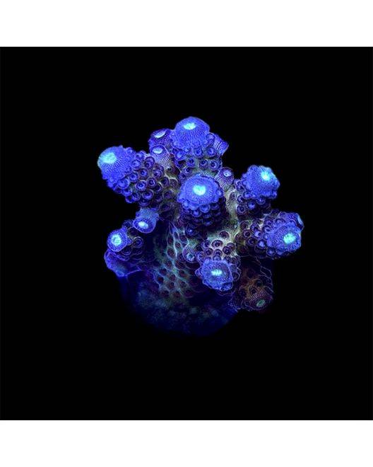 ORA Juicy Grape Acropora