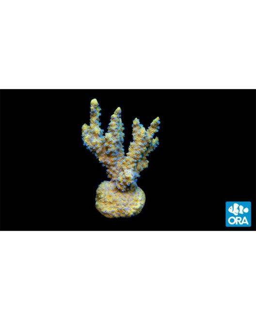 ORA Marshall Island Lantana Coral