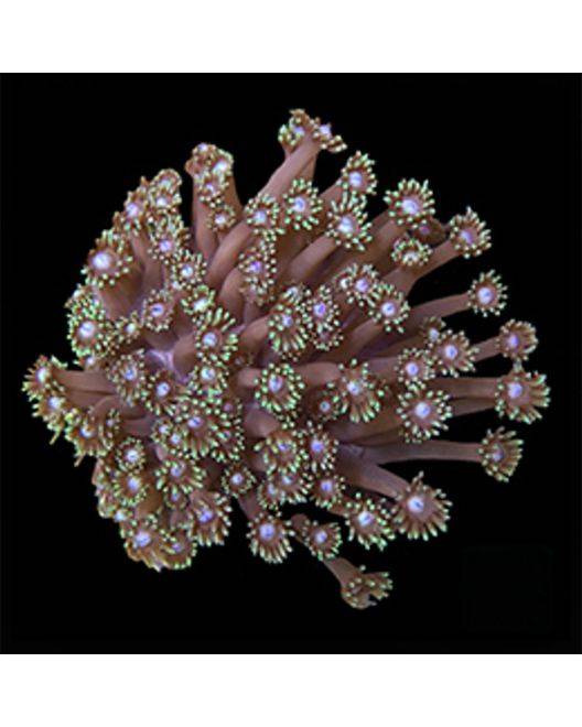 ORA Marshall Island Long Polyp Goniopora Coral