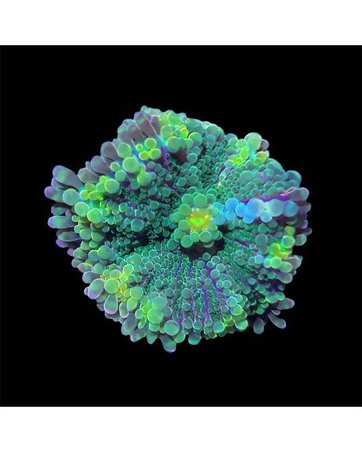 ORA Lemon Lime Ricordea