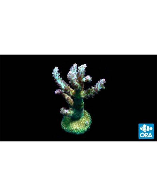 ORA Laura's Purple Polyp Acropora Coral