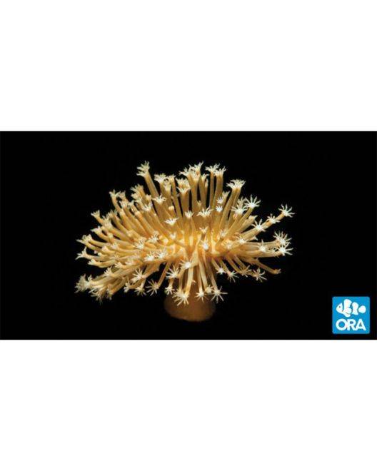 ORA Long Polyp Leather Coral