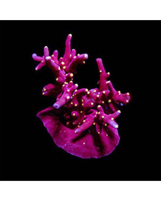 ORA Scorchin' Torch Acropora