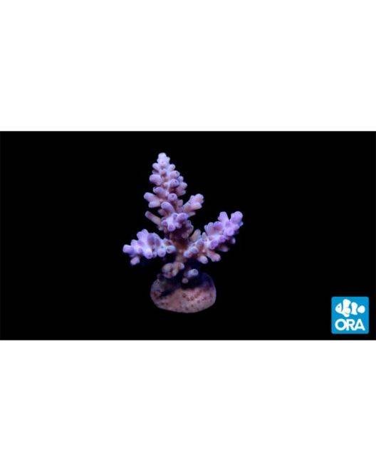 ORA Micronesian Assorted Purple Acropora Coral