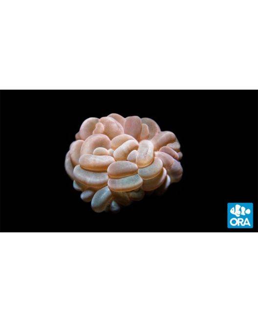 ORA Micronesian Bubble Coral