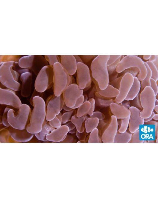 ORA Marshall Island Hammer Coral