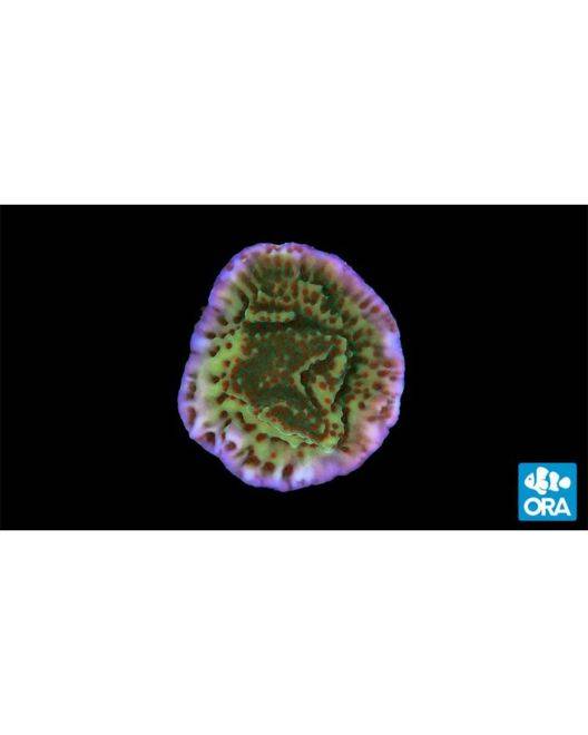 ORA Mind Trick Montipora Coral