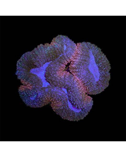 ORA Micronesian Lobophyllia Coral