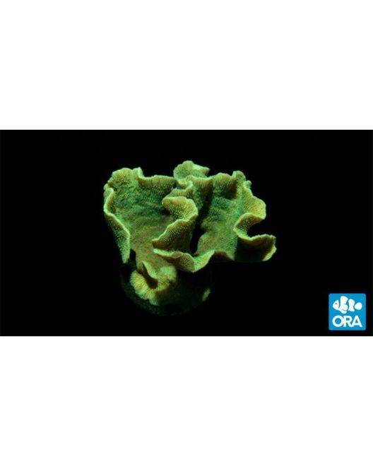 ORA Mint Pavona Coral