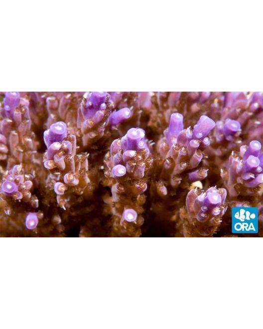 ORA Purple Nana Acropora Coral