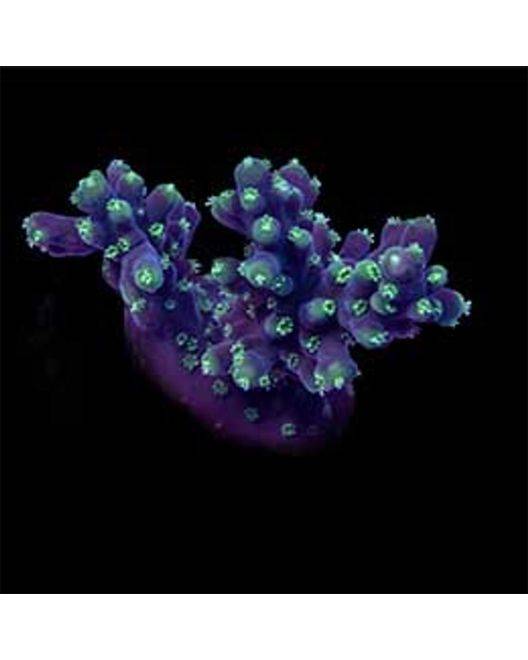 ORA Neon Green Polyp Acropora Coral