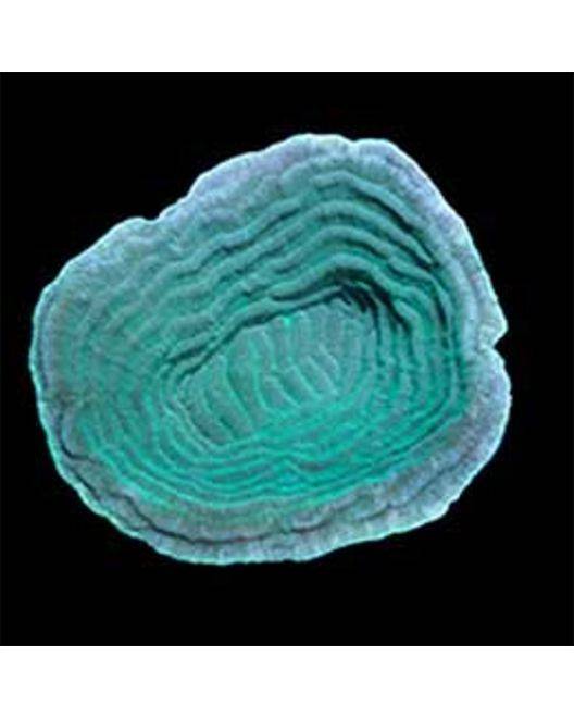 ORA Elephant Skin Coral
