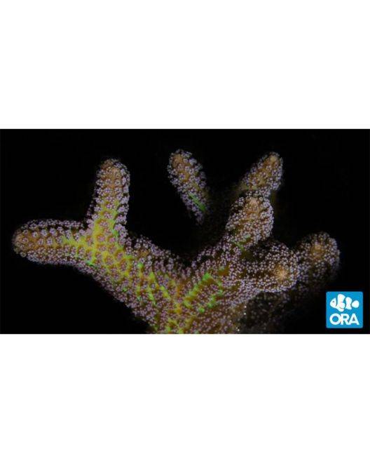 ORA Bird of Paradise Coral