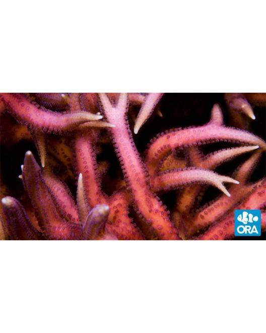 ORA Pink Birdsnest Coral
