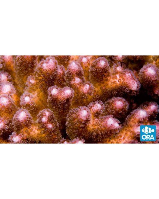 ORA Pink Pocillopora Coral