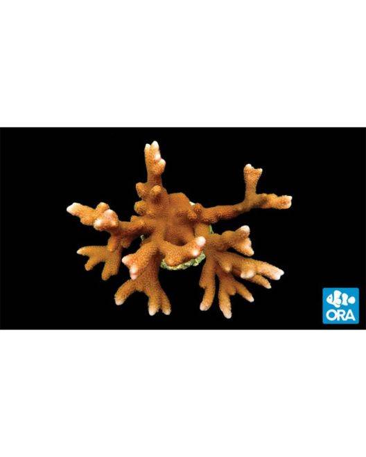 ORA Peach Digitata Coral
