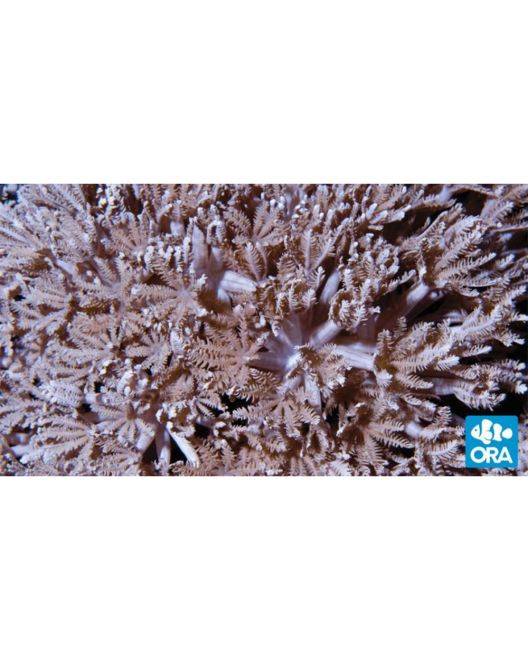 ORA Pom Pom Xenia Coral