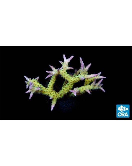 ORA Ponape Birdsnest Coral