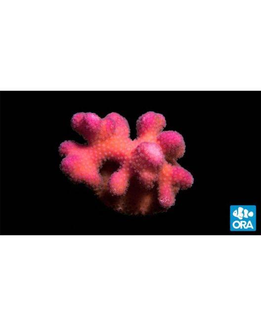 ORA Pink Stylophora Coral