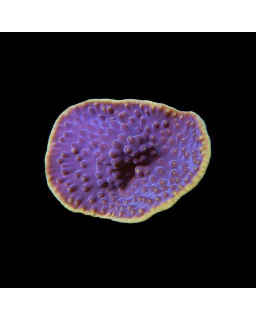 ORA Purple & Yellow Scroll Coral