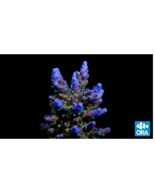 ORA Purple & Green Micronesian Acropora Coral