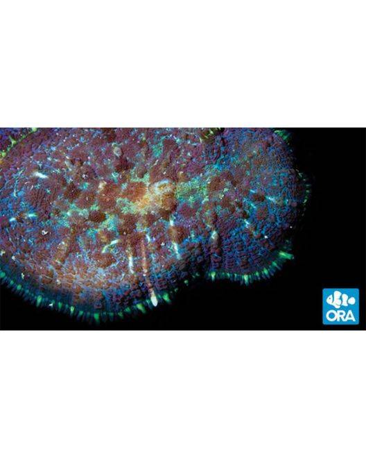 ORA Purple Bullseye Rhodactis Mushroom Coral