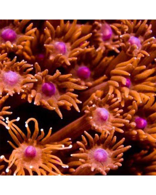 ORA Red Goniopora Coral