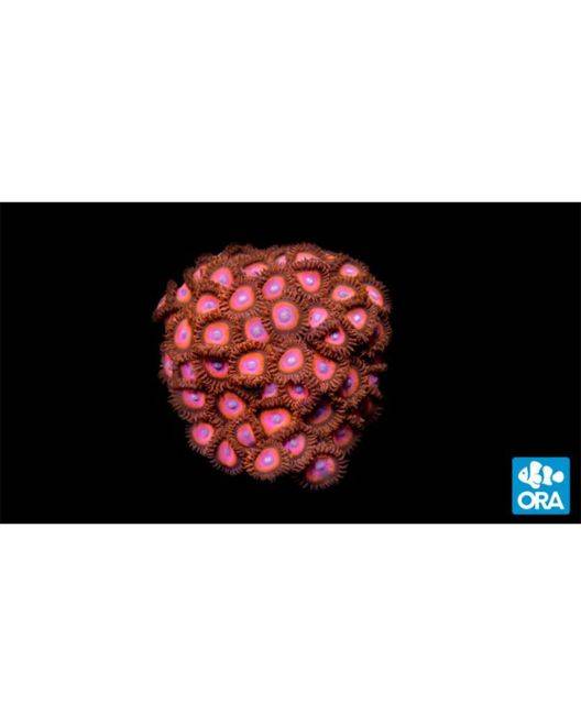 ORA Red Colony Polyp