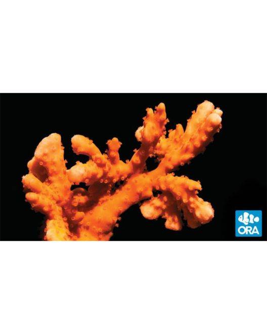ORA Setosa Montipora Coral