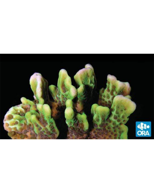 ORA Spongodes Coral