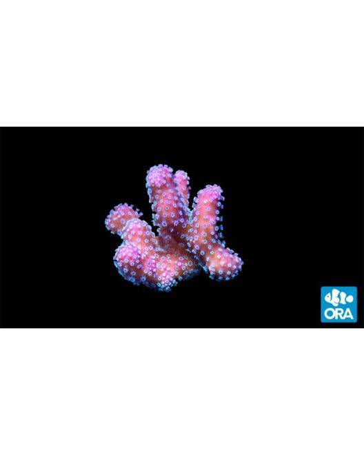 ORA Stellar Stylophora Coral