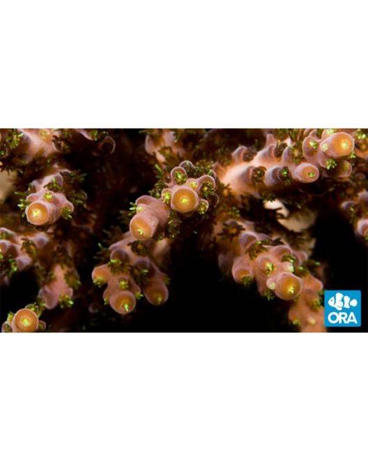 ORA Verde Acropora Coral