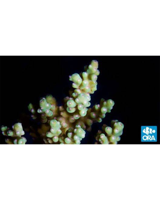ORA Yellow Fuzzy Acropora Coral