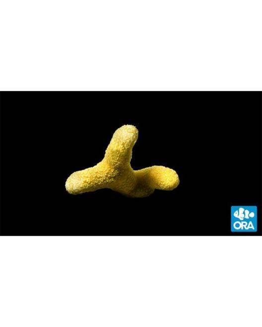 ORA Micronesian Yellow Porites Coral