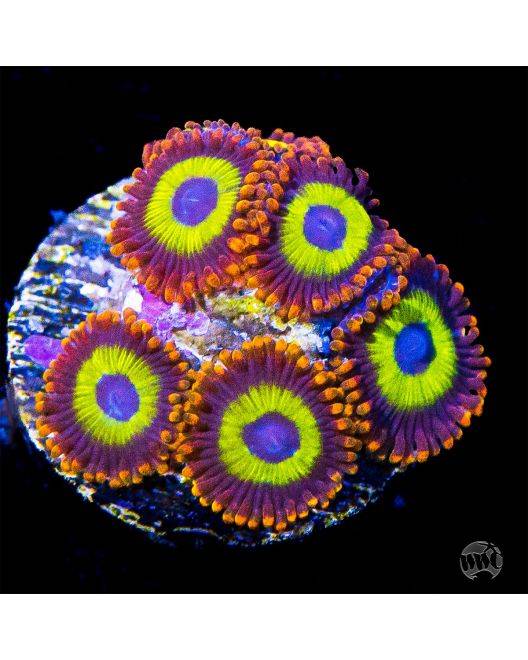 WWC Fruit Loopz Zoanthids